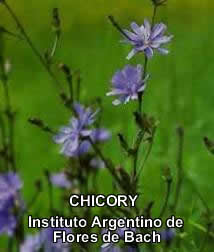 Chicory.jpg (8223 bytes)