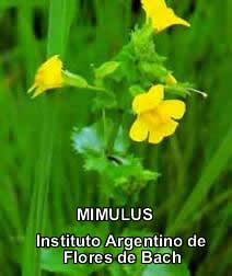 Mimulus.jpg (8341 bytes)