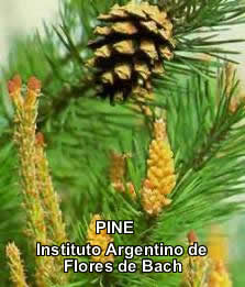 Pine.jpg (14330 bytes)